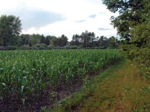 vendor.2012.quadivator-field-cultivator.corn-field.jpg